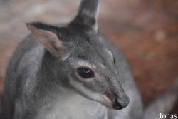 Zoo Antwerpen