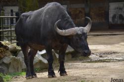 Zoo Antwerpen