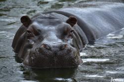 Zoo Antwerpen