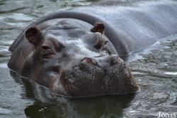 Zoo Antwerpen