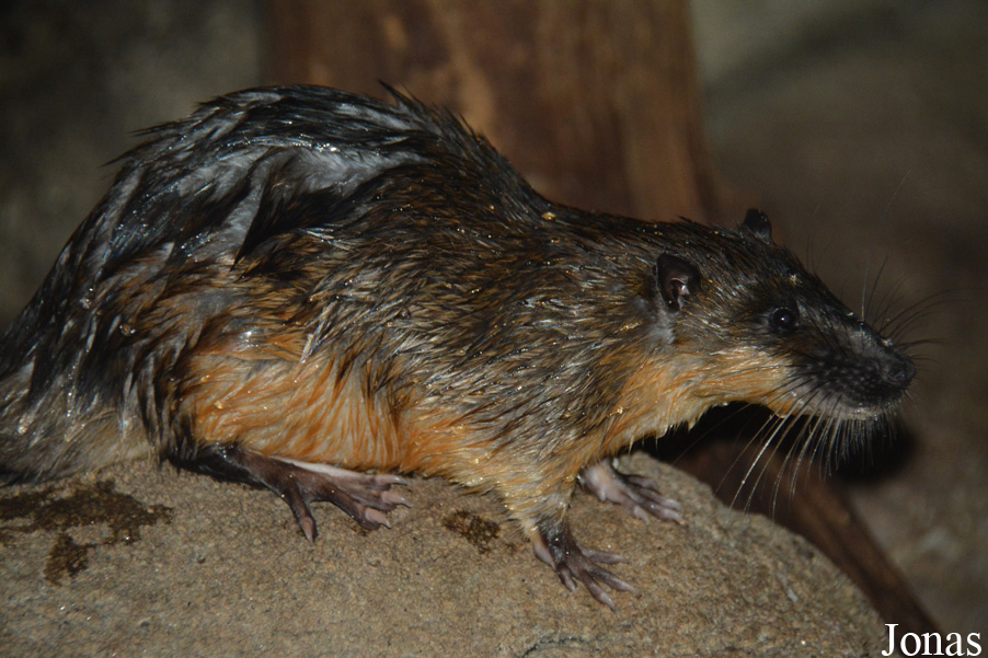 Zoo Antwerpen