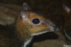Zoo Antwerpen