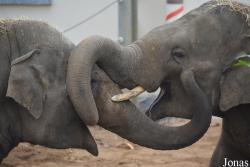 Zoo Antwerpen