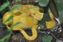 Bothriechis schlegelii