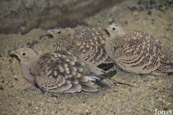 Zoo Antwerpen