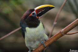 Zoo Antwerpen