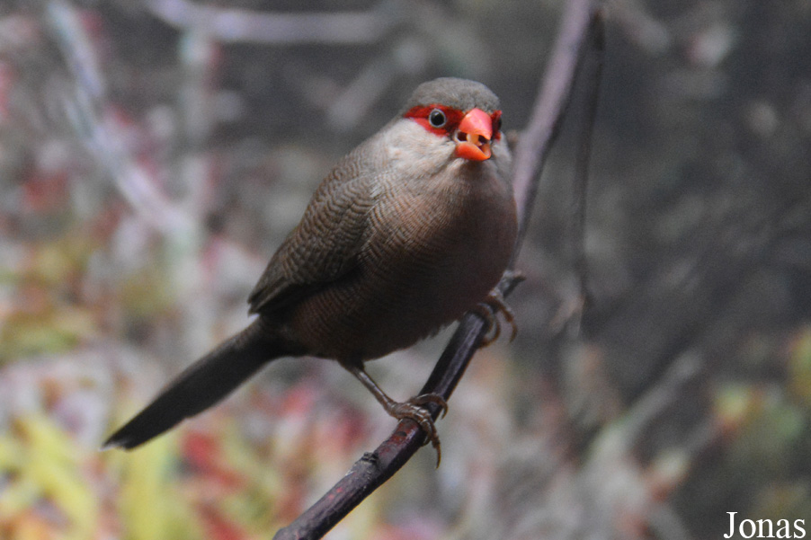 Zoo Antwerpen