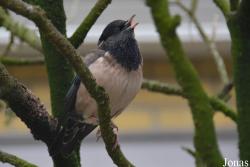 Zoo Antwerpen