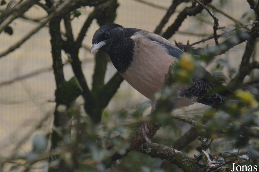 Zoo Antwerpen
