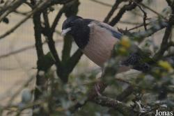 Zoo Antwerpen