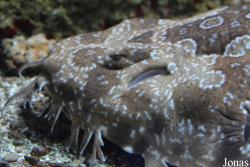 Orectolobus maculatus