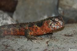 Zoo Antwerpen