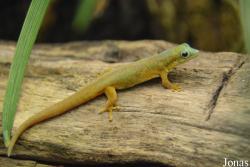 Phelsuma robertmertensi