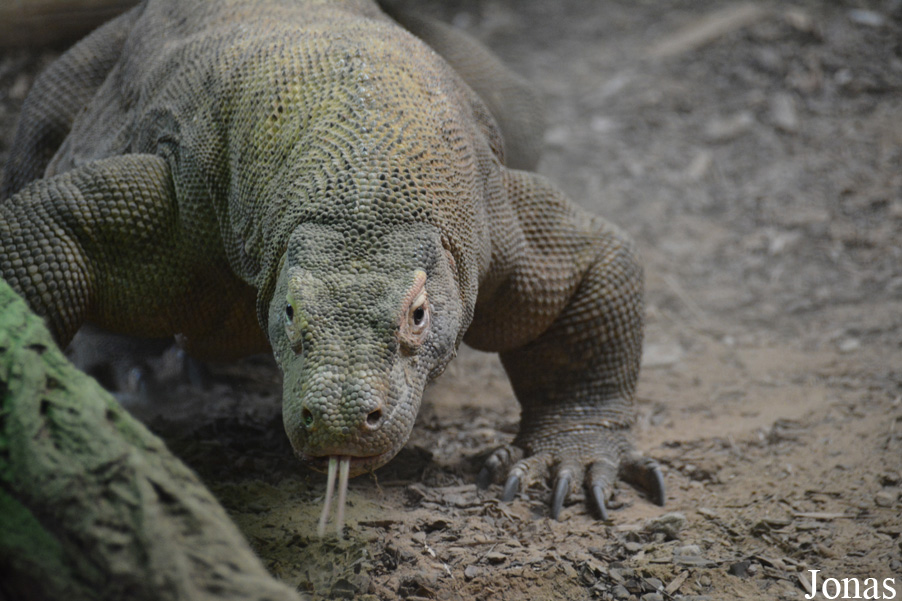 Zoo Antwerpen