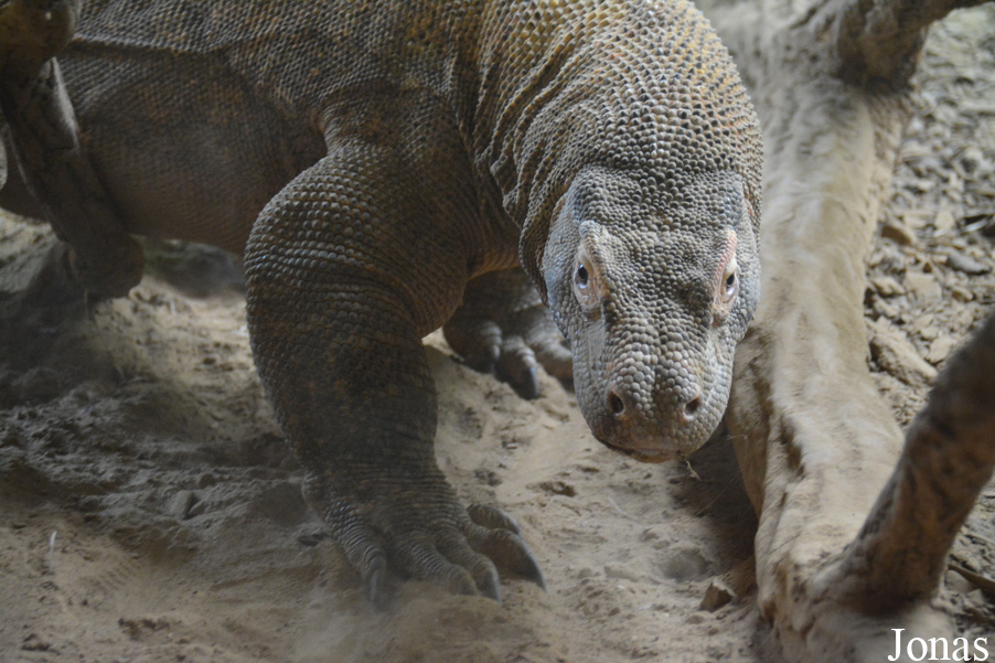 Zoo Antwerpen