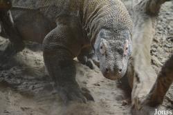 Zoo Antwerpen