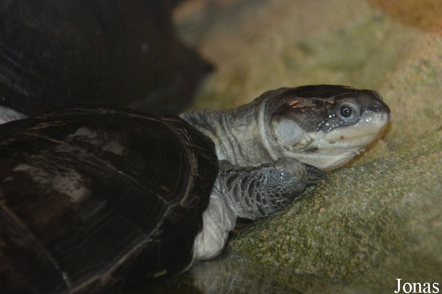 Zoo Antwerpen