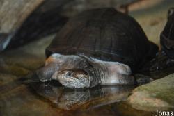 Pelusios carinatus
