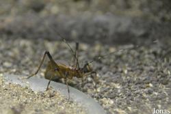 Homoeogryllus xanthographus