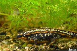 Aquarium Public de Bruxelles