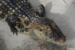 Caiman latirostris