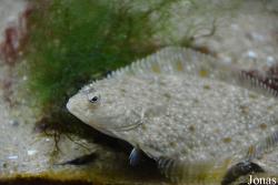 Pleuronectiformes