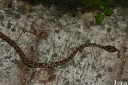 Boiga multomaculata