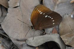 Faunis canens
