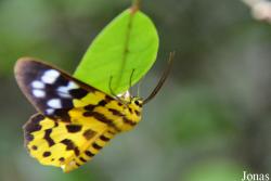 Geometridae