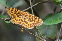 Obeida tigrata