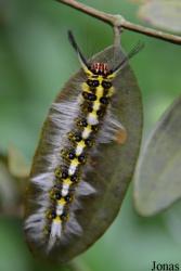 Lasiocampidae