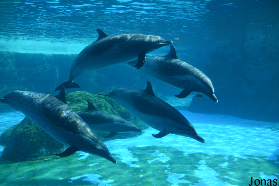 Hengqin Chimelong Ocean Kingdom