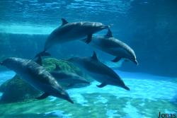 Hengqin Chimelong Ocean Kingdom