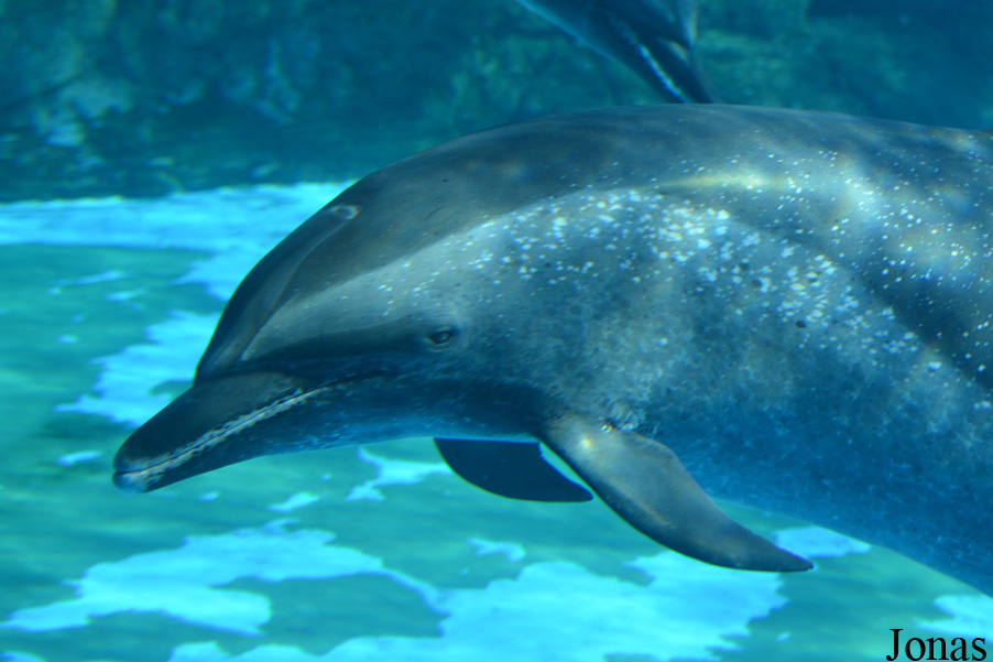 Hengqin Chimelong Ocean Kingdom