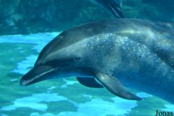 Hengqin Chimelong Ocean Kingdom