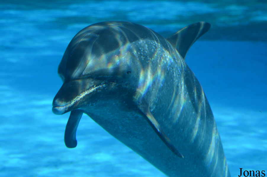 Hengqin Chimelong Ocean Kingdom
