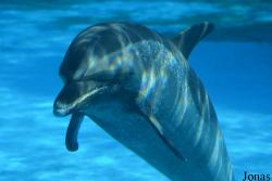 Hengqin Chimelong Ocean Kingdom
