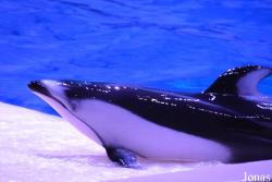 Hengqin Chimelong Ocean Kingdom
