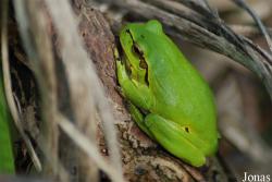 Hylinae