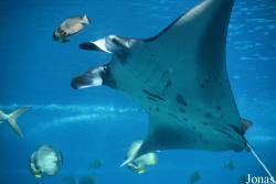 Hengqin Chimelong Ocean Kingdom