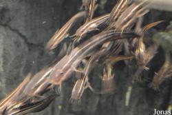 Plotosidae