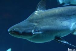 Pangasianodon hypophthalmus