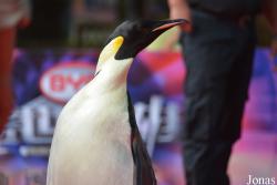 Hengqin Chimelong Ocean Kingdom