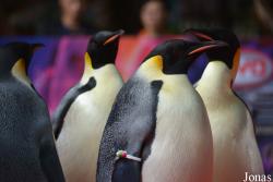 Hengqin Chimelong Ocean Kingdom