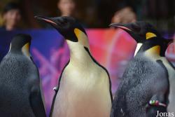 Hengqin Chimelong Ocean Kingdom