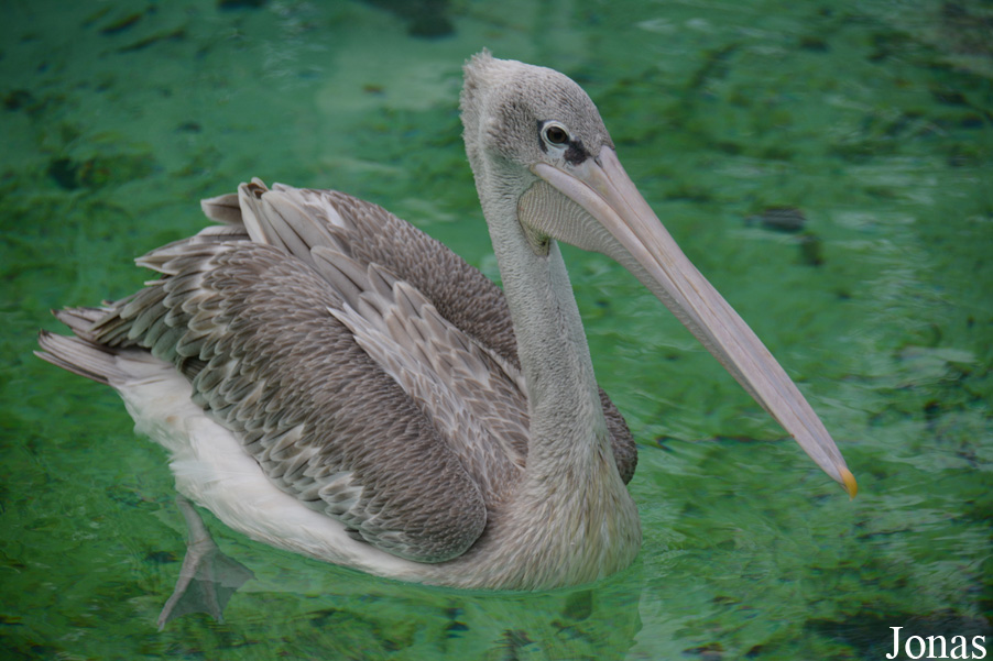 Hengqin Chimelong Ocean Kingdom