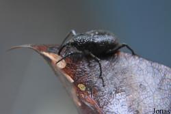 Odoiporus longicollis