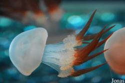Dream Aquarium Shenzhen