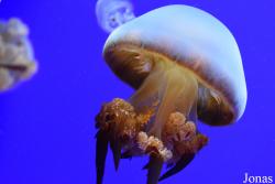 Rhopilema esculentum