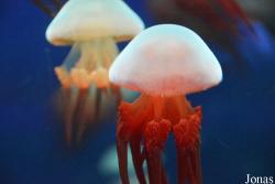 Dream Aquarium Shenzhen